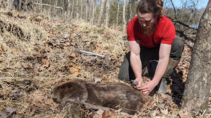 Researcher with beaver