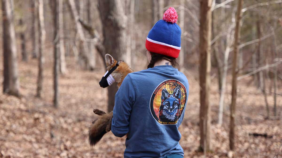 A student carries a fox she has trapped and collared.