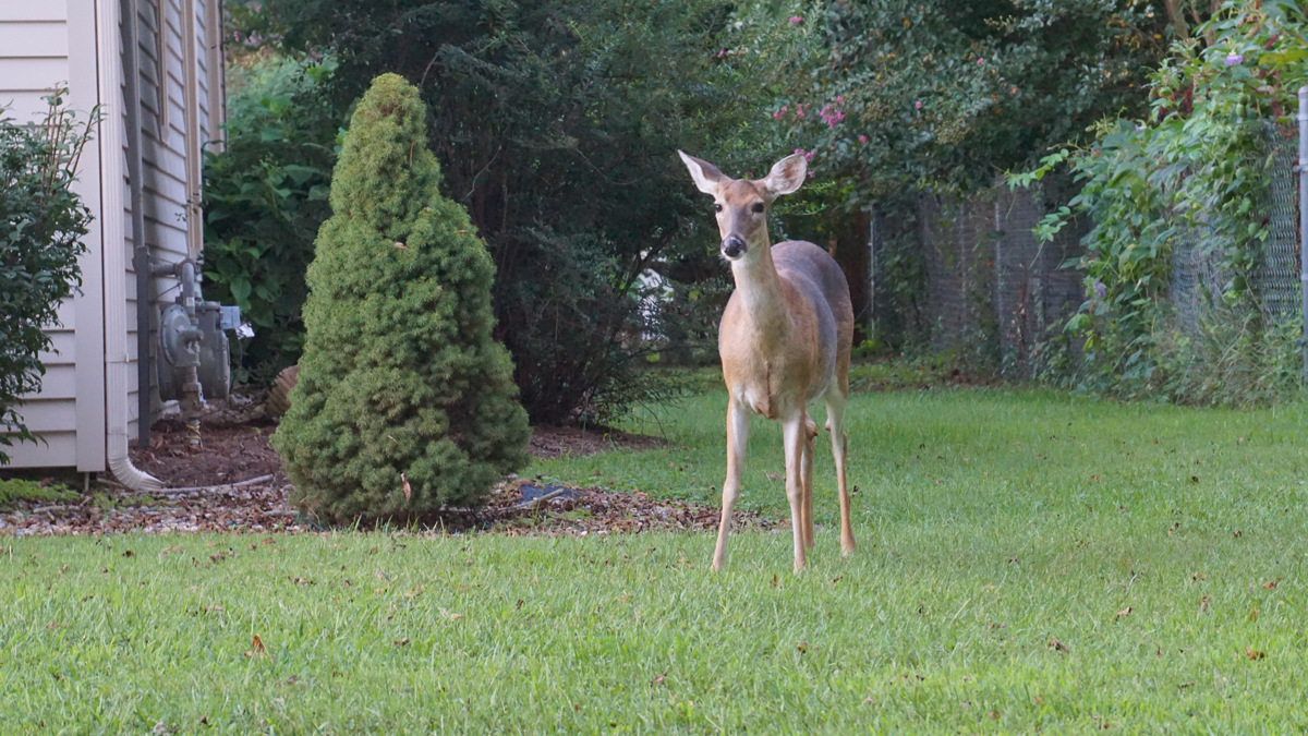 Deer in a backyard