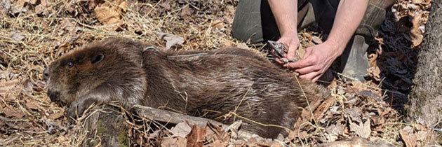 SIU Beavers Research