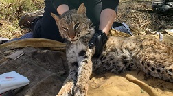 Nicole Gorman with a bobcat