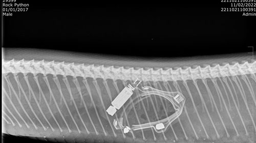 Python x-ray