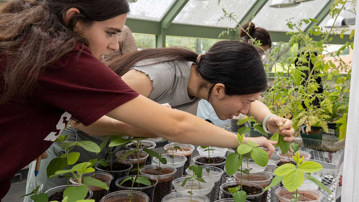 Students tend to plants growing in simulated moon regolith.