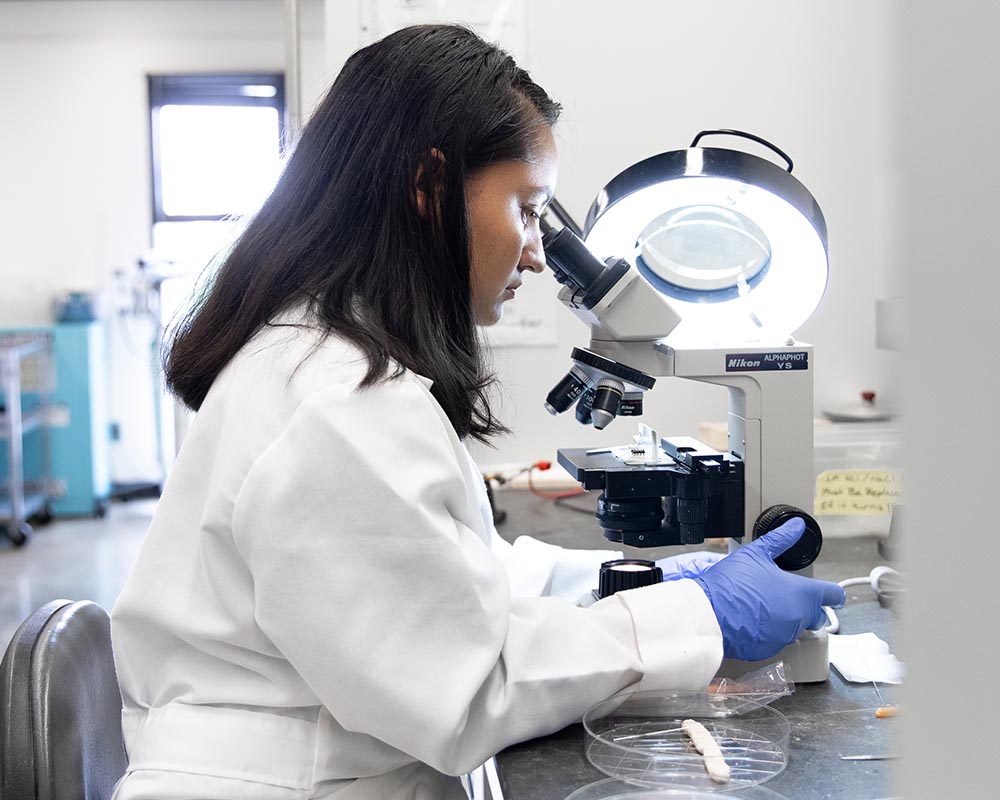 A researcher wearing a white lab coat and blue gloves using a Nikon microscope in a brightly lit laboratory.