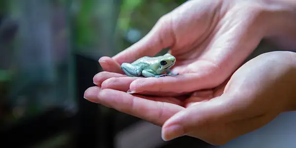 frog in the hand