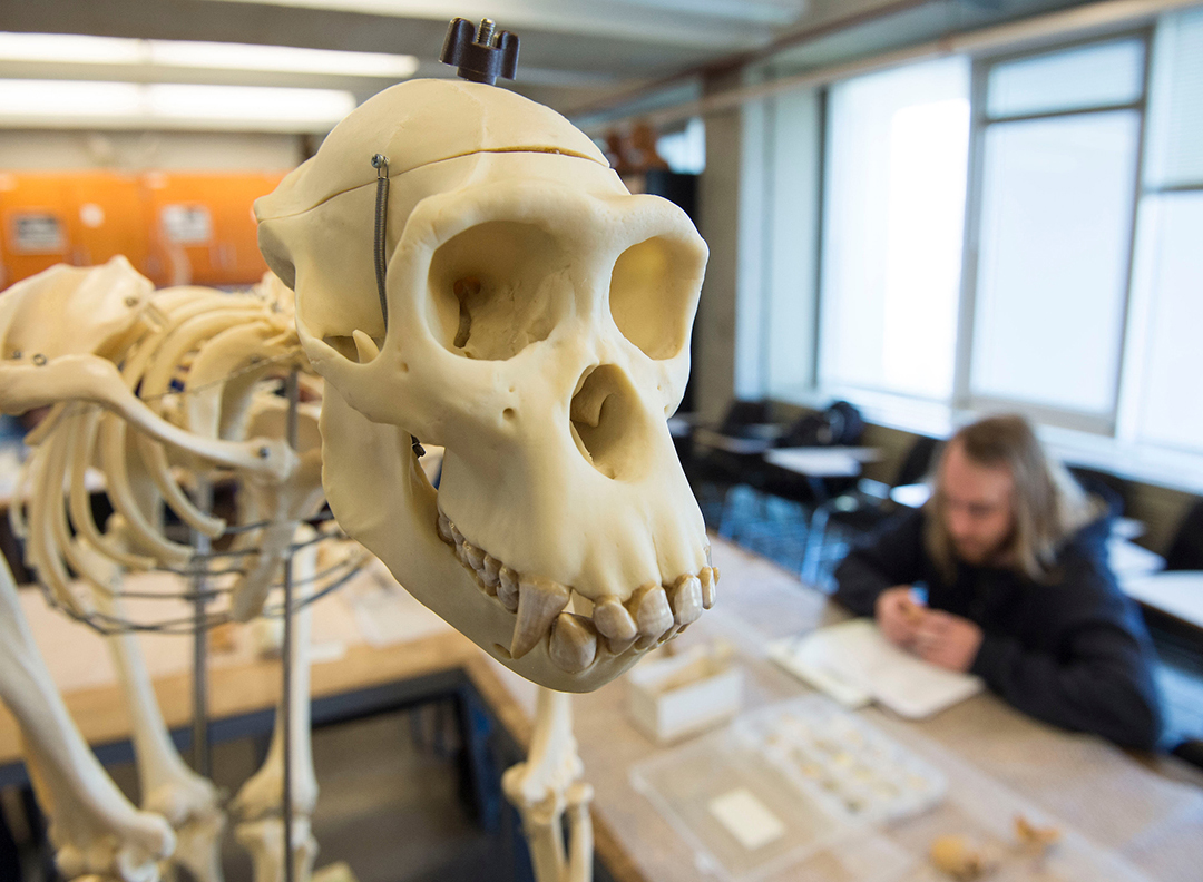 SIU Anthropology Program skeletal study