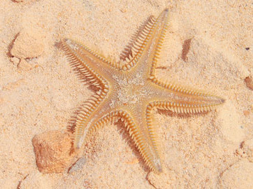 SIU Marine Biology Partnership