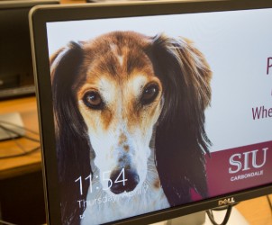 saluki-computer.jpg