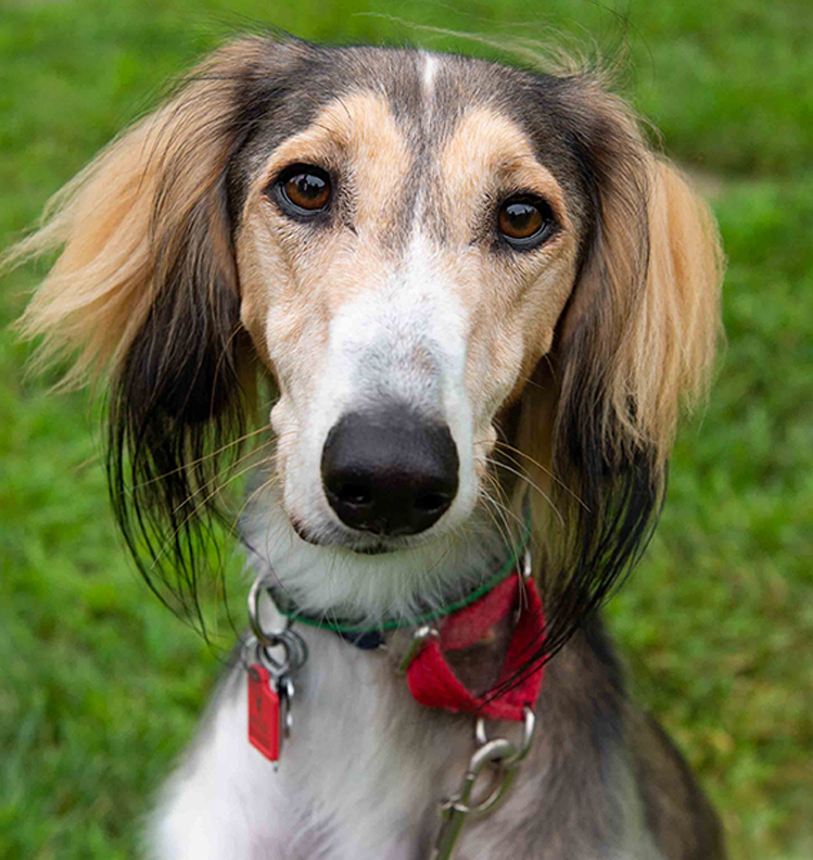 Saluki Dog