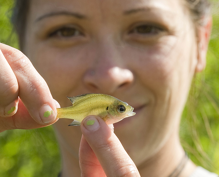 SIU Zoology Student Examines Fish